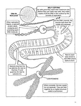 Load image into Gallery viewer, My First Book About Genetics (Dover Science For Kids Coloring Books) BKS